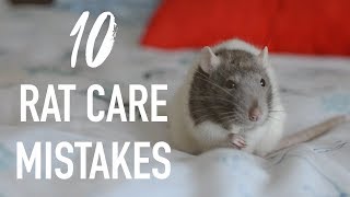 10 Common Mistakes Rat Owners Make [upl. by Retswerb]