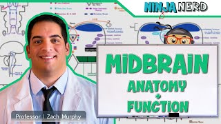 Neurology  Midbrain Anatomy amp Function [upl. by Baerman]