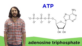 Metabolism and ATP [upl. by Yessydo]