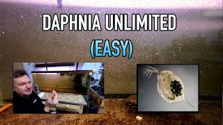 How I Raise Daphnia Water Fleas And You Can Too [upl. by Groos]