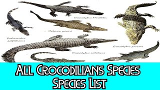 All Crocodilians Species  Species List [upl. by Adnola968]