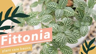 5 SIMPLE PLANT CARE FOR FITTONIA🌱 [upl. by Teeniv850]