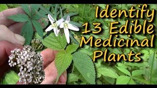 A Video Identification Guide To Edible amp Medicinal Plants  Pt 2 [upl. by Howe]