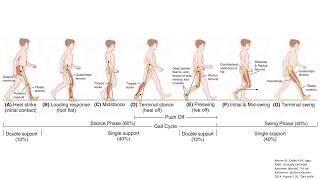 The Gait Cycle [upl. by Anitra]