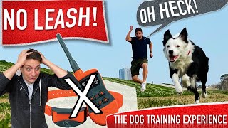 How To Train Your Dog to Be OFF LEASH Without a Shock Collar [upl. by Sainana751]