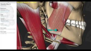 Muscles of Mastication Smart Lecture [upl. by Lisk]