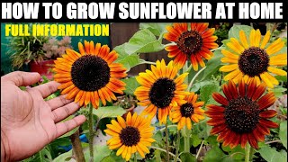 How To Grow Sunflower At Home  Seed to Flower [upl. by Novihs]