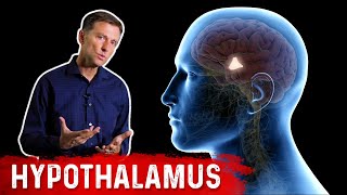 What Does the Hypothalamus Do [upl. by Oznola]