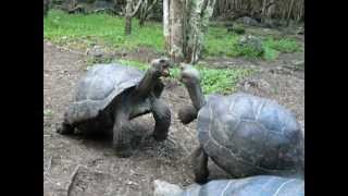 Galapagos Tortoise Fight [upl. by Einreb559]