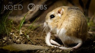 Kangaroo Rats Are Furry SpringLoaded Ninjas  Deep Look [upl. by Dnomal459]