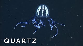 The secret superpowers of jellyfish [upl. by Klemperer]