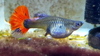 BIG MOM GUPPY Fish Giving Birth to 64 fry while Male Guppies Chasing Her [upl. by Youngran]