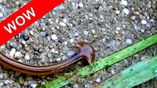 Cool facts about arrowhead flatworm land planarian Bipalium kewense [upl. by Zug]