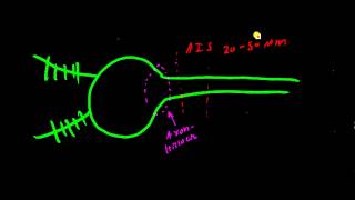 Axon Hillock vs Axon Initial Segment AIS [upl. by Anicnarf]