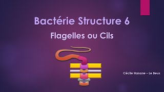 Bactérie Structure 6 FLAGELLES CILS [upl. by Eidolem849]