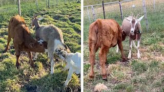 Cow Feeds Milk From Adopted Goat Mother [upl. by Kcirred800]