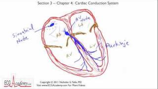 Cardiac Conduction System 34  ECG  EKG Interpretation  BASIC [upl. by Schnell]