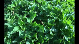 Stinging Nettle  Uses and Benefits [upl. by Lechner]