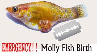 Emergency Molly Fish Birth  Molly Giving Birth [upl. by Jonati]