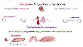 Autonomic Nervous System [upl. by Ecilahc]