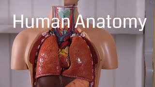 Basic Human Anatomy for Beginners [upl. by Claybourne50]