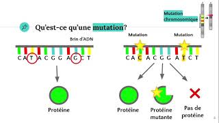 Les mutations 🧬 [upl. by Sanford]