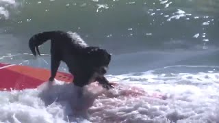 Dogs ride the waves in surfing championships at Cocoa Beach [upl. by Ahsinauq]