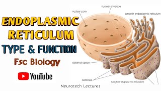 Endoplasmic Reticulum Kinds and Function [upl. by Delogu302]