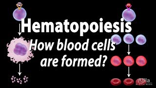 Hematopoiesis  Formation of Blood Cells Animation [upl. by Ryon]