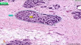 Histology of Breast Shotgun Histology [upl. by Nixon229]