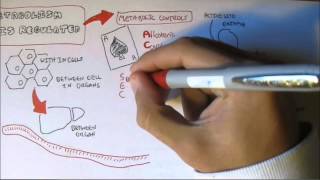 Regulation of Enzyme Activity [upl. by Nnahaid]