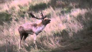 fallow deer stag buck grunting [upl. by Sweet732]