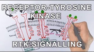 Receptor Tyrosine Kinase  RTK Signalling [upl. by Zosema]