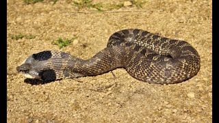 quotZombie Snakequot That Plays Dead Eastern Hognose Snake [upl. by Ahsenrat]