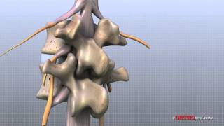 Lumbar Spine Anatomy [upl. by Lienahs871]