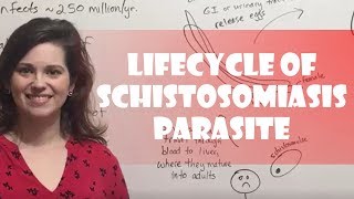 Lifecycle of Schistosomiasis Parasite [upl. by Lucretia]