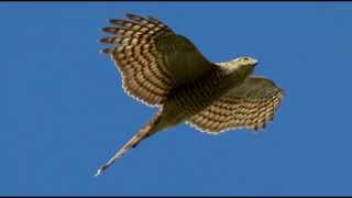 Sparrowhawk Bird Call Bird Song [upl. by Madid660]