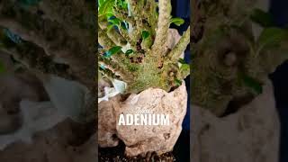 Adenium Socotranum amp Dorstenia Gigas [upl. by Eentruoc]