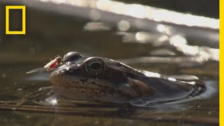 Frogs Come Alive After Winter Thaw  National Geographic [upl. by Ssepmet422]