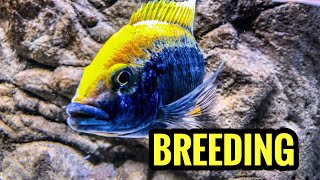 Breeding African Cichlids Is Easy [upl. by Ognimod]