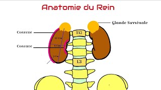 Anatomie du Rein [upl. by Anelac137]