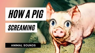 How A Pig Screaming and Squealing  Sound Effect  Animation [upl. by Anatnahs]