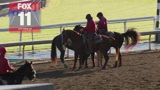 22nd horse dies at Santa Anita Park after track declared safe [upl. by Wakeen]