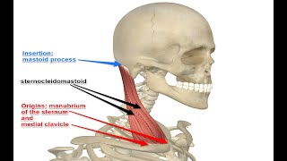 Ipsilateral Shoulder and Hip Rotations [upl. by Woolcott]