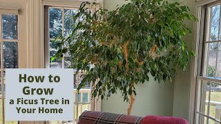 How to Care for a Ficus Tree in Your Home [upl. by Rodnas822]