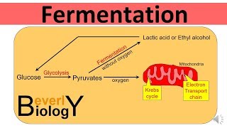 Glycolysis and Fermentation updated [upl. by Nosnar5]