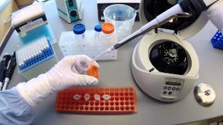 DNA Extraction Protocol  Part 2 [upl. by Tanya]