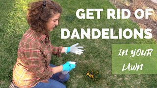 How to Get Rid of Dandelions in Your Lawn Safely [upl. by Efram]