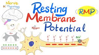 Resting Membrane Potential RMP  Nerve Physiology [upl. by Olracnaig]