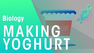 Making Yoghurt  Health  Biology  FuseSchool [upl. by Enirhtak347]